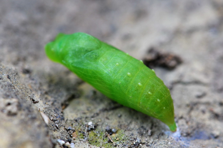 Una pupa